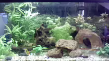 Aquarium Becken 3104