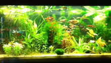 Aquarium Becken 31091
