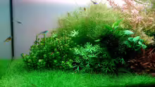 Aquarium Becken 31104