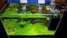 Aquarium Becken 31169