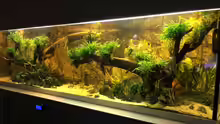 Aquarium Becken 31356