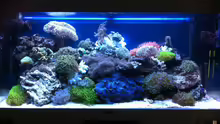 Aquarium Becken 31412