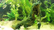 Aquarium Becken 31985