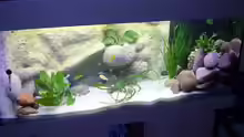 Aquarium Becken 3269