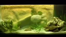 Aquarium Becken 3269