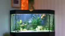 Aquarium Becken 331