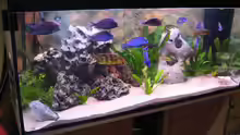 Aquarium Becken 332