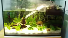 Aquarium Becken 3360