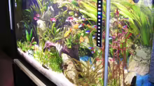 Aquarium Becken 3444