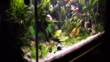 Aquarium Becken 3444
