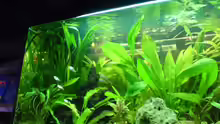 Aquarium Becken 3447