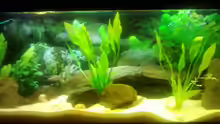 Aquarium Becken 3495