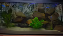 Aquarium Becken 3512