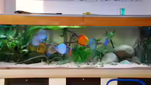 Aquarium Becken 3605