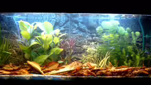 Aquarium Becken 3622
