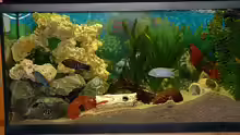 Aquarium Becken 3663