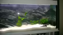 Aquarium Becken 3764