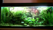 Aquarium Becken 3777
