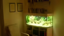 Aquarium Becken 3839