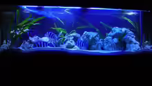 Aquarium Becken 391