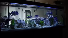 Aquarium Becken 391