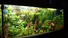 Aquarium Becken 3918