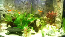 Aquarium Becken 3947