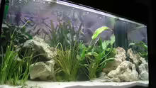 Aquarium Becken 4373