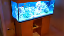 Aquarium Becken 446