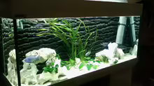 Aquarium Becken 4553