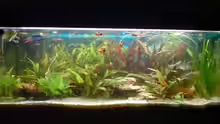 Aquarium Becken 4932