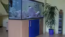 Aquarium Becken 5049