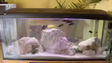 Aquarium Becken 5049