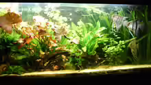Aquarium Becken 5133