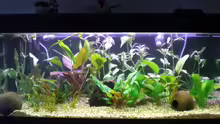 Aquarium Becken 5351