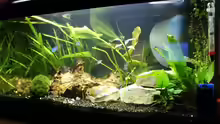 Aquarium Becken 54 L nur noch als Beispiel