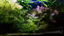 Aquarium Becken 5531