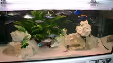 Aquarium Becken 555