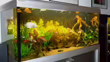 Aquarium Becken 5677