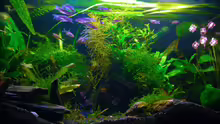 Aquarium Becken 5755