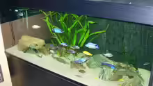 Aquarium Becken 585