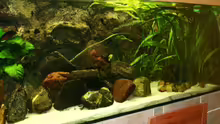 Aquarium Becken 588