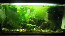 Aquarium Becken 5980