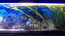 Aquarium Becken 6000