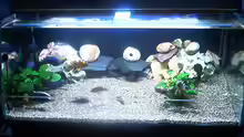 Aquarium Becken 615