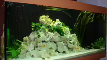 Aquarium Becken 6399