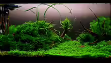 Aquarium Becken 6424
