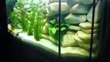 Aquarium Becken 6445