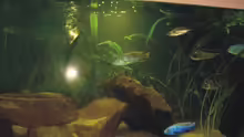 Aquarium Becken 6554