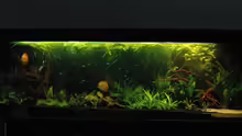 Aquarium Becken 6607